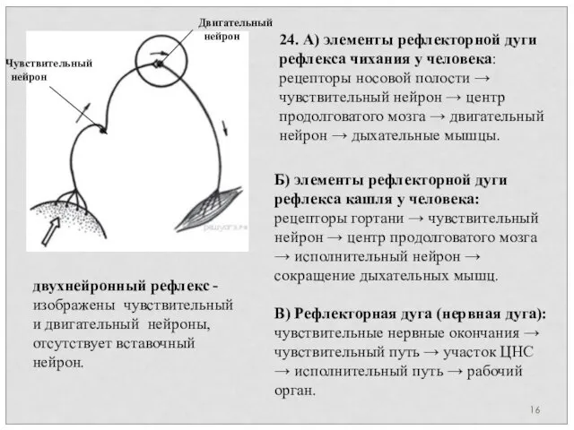 двухнейронный рефлекс -изображены чувствительный и двигательный нейроны, отсутствует вставочный нейрон. Чувствительный