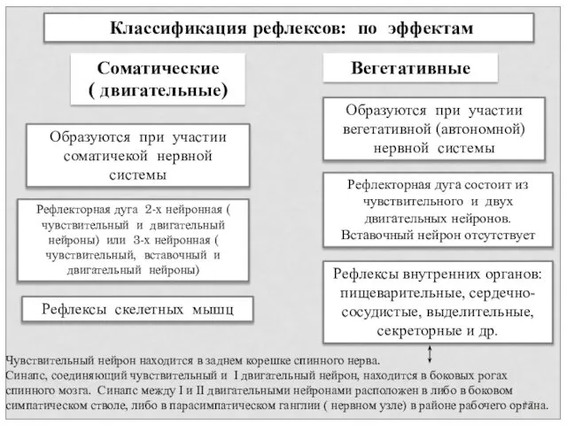 Классификация рефлексов: по эффектам Рефлекторная дуга 2-х нейронная ( чувствительный и