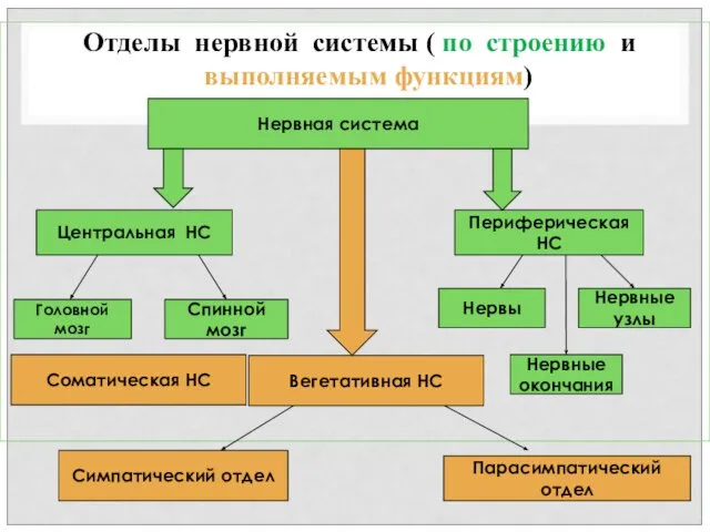 Отделы нервной системы ( по строению и выполняемым функциям) Нервная система