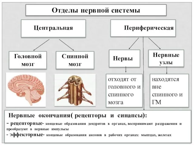 Отделы нервной системы Центральная Периферическая Головной мозг Спинной мозг Нервы Нервные