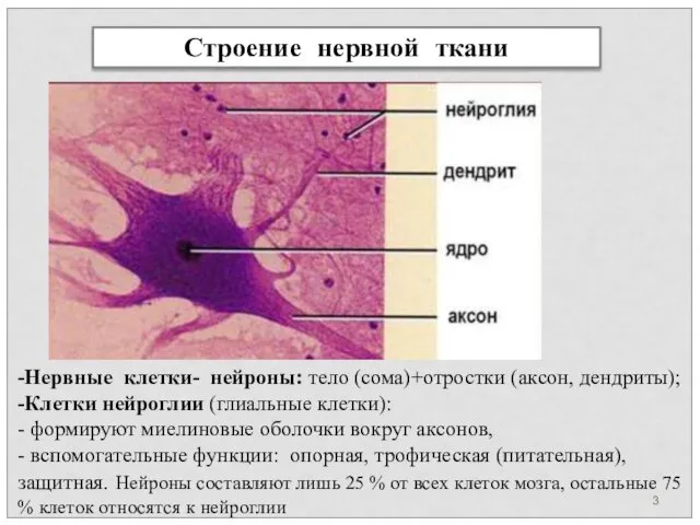 Строение нервной ткани -Нервные клетки- нейроны: тело (сома)+отростки (аксон, дендриты); -Клетки