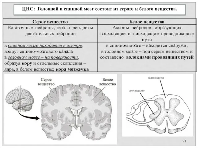 ЦНС: Головной и спинной мозг состоит из серого и белого вещества.