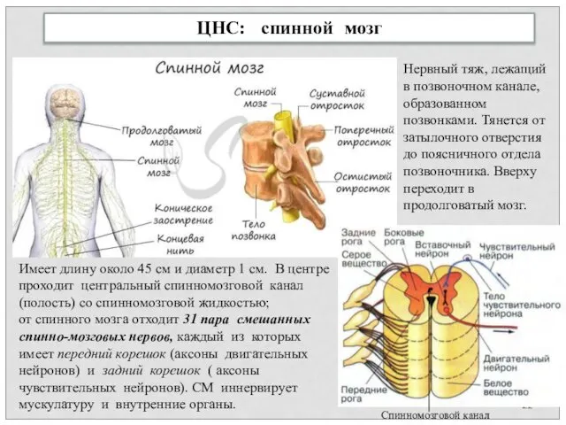 ЦНС: спинной мозг Нервный тяж, лежащий в позвоночном канале, образованном позвонками.