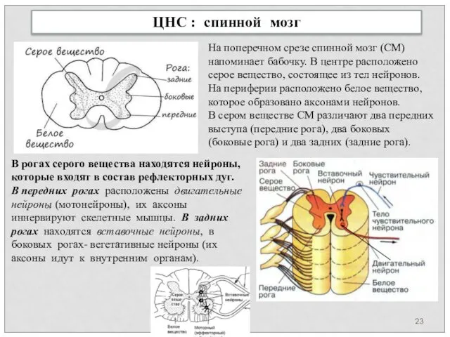 ЦНС : спинной мозг На поперечном срезе спинной мозг (СМ) напоминает