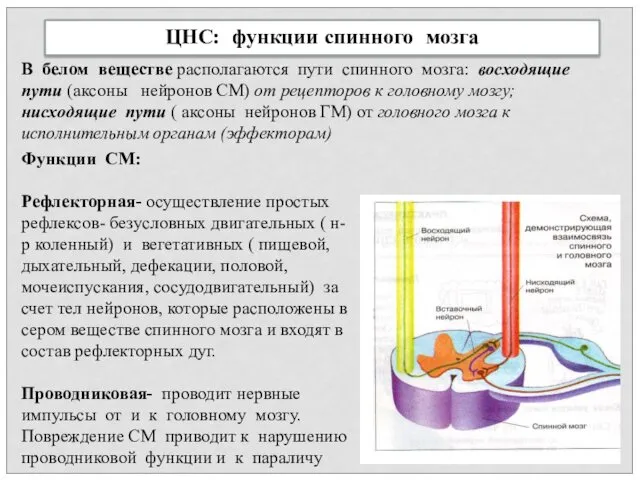 ЦНС: функции спинного мозга В белом веществе располагаются пути спинного мозга: