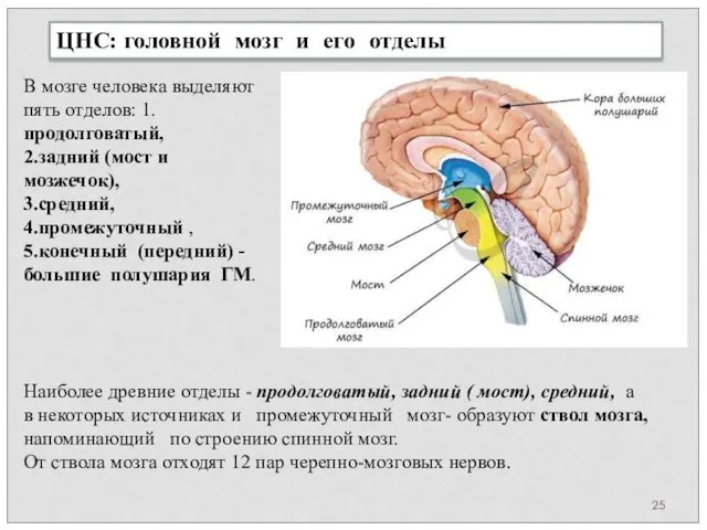 ЦНС: головной мозг и его отделы В мозге человека выделяют пять