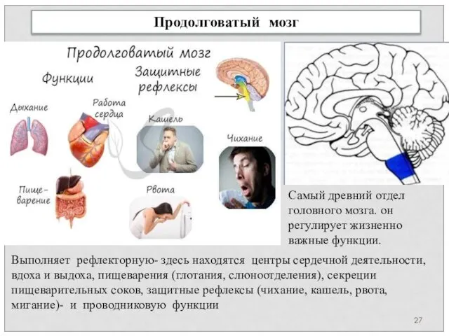 Продолговатый мозг Самый древний отдел головного мозга. он регулирует жизненно важные