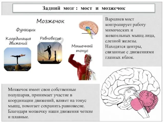 Задний мозг : мост и мозжечок Варолиев мост контролирует работу мимических