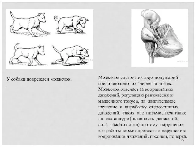 У собаки поврежден мозжечок. . Мозжечок состоит из двух полушарий, соединяющего