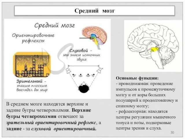 Средний мозг В среднем мозге находятся верхние и задние бугры четверохолмия.