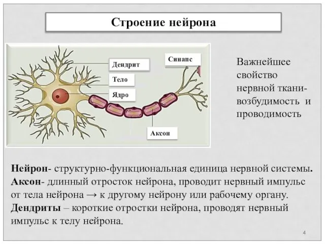 Строение нейрона Дендрит Аксон Синапс Ядро Тело Нейрон- структурно-функциональная единица нервной