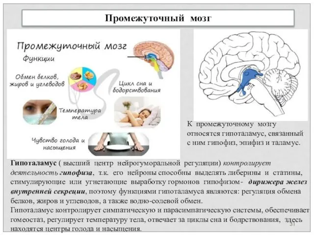 Промежуточный мозг Гипоталамус ( высший центр нейрогуморальной регуляции) контролирует деятельность гипофиза,