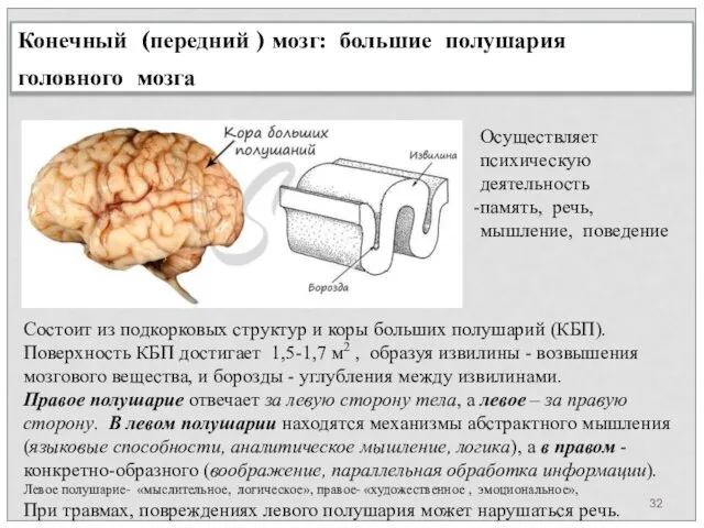 Конечный (передний ) мозг: большие полушария головного мозга Состоит из подкорковых