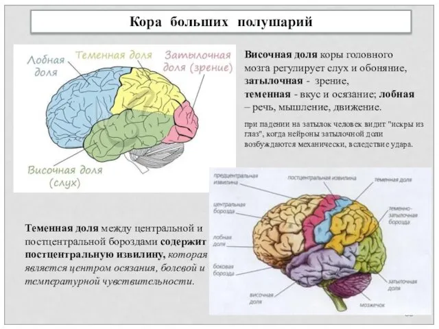 Кора больших полушарий Височная доля коры головного мозга регулирует слух и