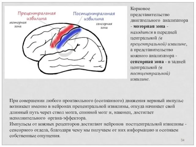 Корковое представительство двигательного анализатора - моторная зона - находится в передней