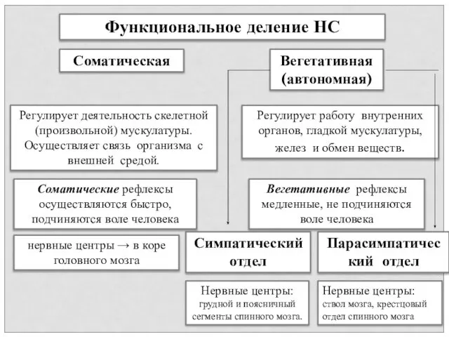 Функциональное деление НС Регулирует деятельность скелетной (произвольной) мускулатуры. Осуществляет связь организма