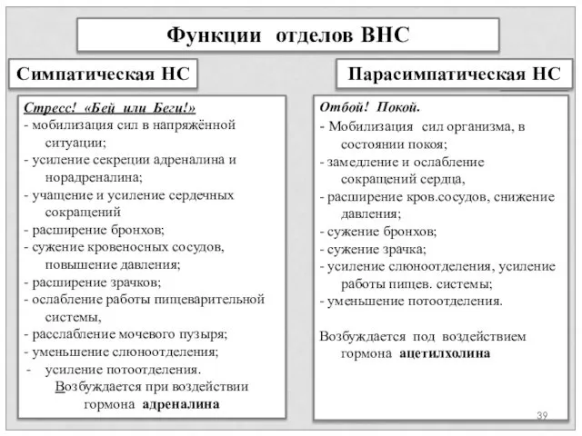 Функции отделов ВНС Стресс! «Бей или Беги!» - мобилизация сил в