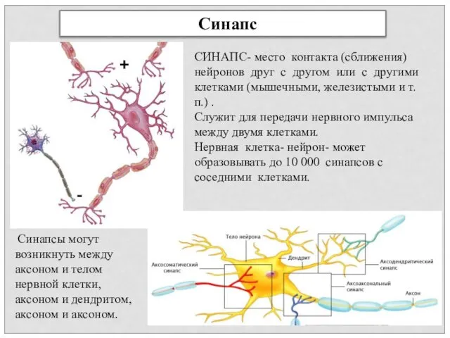 Синапс СИНАПС- место контакта (сближения) нейронов друг с другом или с