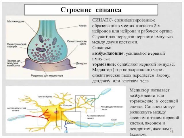 Строение синапса СИНАПС- специализированное образование в местах контакта 2-х нейронов или