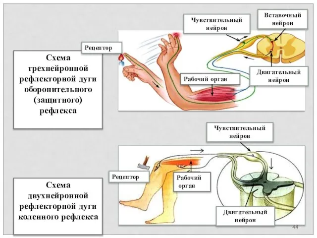 Схема трехнейронной рефлекторной дуги оборонительного (защитного) рефлекса Схема двухнейронной рефлекторной дуги