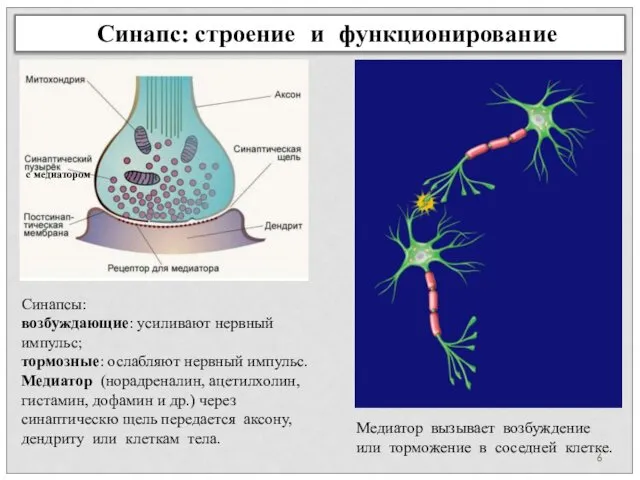 Синапс: строение и функционирование Синапсы: возбуждающие: усиливают нервный импульс; тормозные: ослабляют