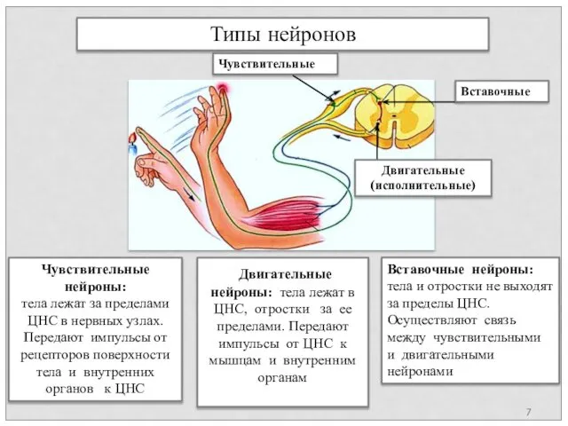 Типы нейронов Чувствительные нейроны: тела лежат за пределами ЦНС в нервных