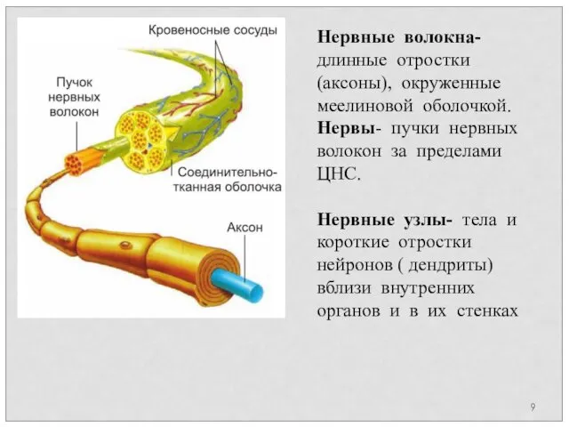 Нервные волокна- длинные отростки (аксоны), окруженные меелиновой оболочкой. Нервы- пучки нервных