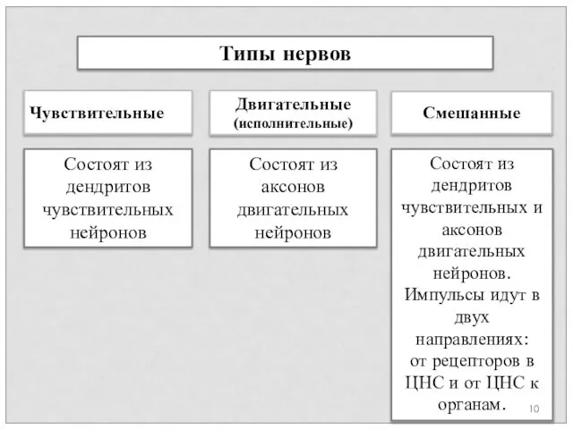 Типы нервов Состоят из дендритов чувствительных нейронов Состоят из аксонов двигательных