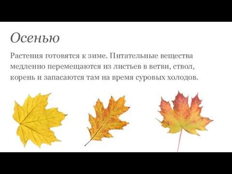 Осенью Растения готовятся к зиме. Питательные вещества медленно перемещаются из листьев