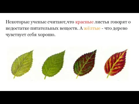 Некоторые ученые считают,что красные листья говорят о недостатке питательных веществ. А