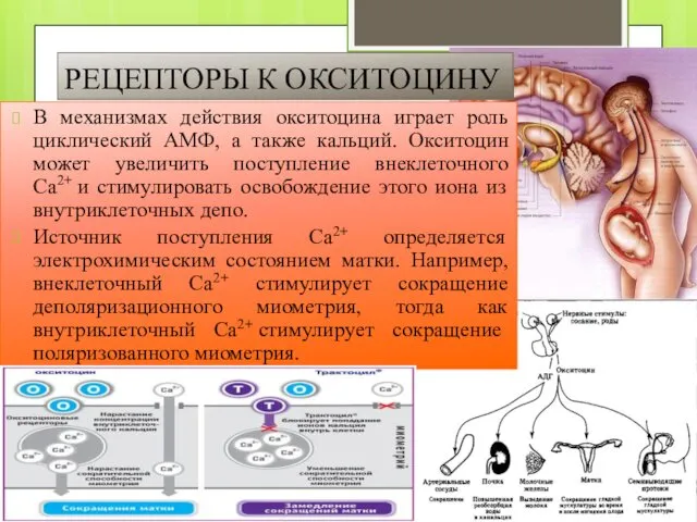 РЕЦЕПТОРЫ К ОКСИТОЦИНУ В механизмах действия окситоцина играет роль циклический АМФ,