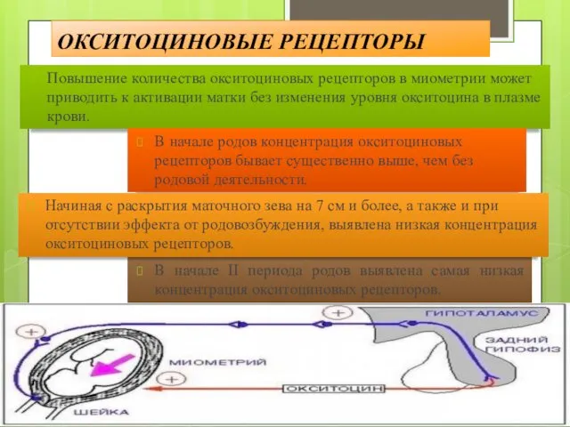 ОКСИТОЦИНОВЫЕ РЕЦЕПТОРЫ В начале II периода родов выявлена самая низкая концентрация