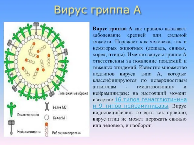 Вирус гриппа А Вирус гриппа А как правило вызывает заболевание средней