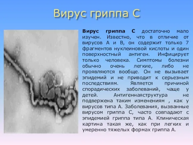 Вирус гриппа С Вирус гриппа С достаточно мало изучен. Известно, что