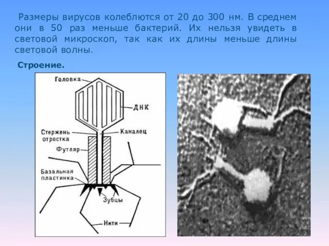 Размеры вирусов колеблются от 20 до 300 нм. В среднем они