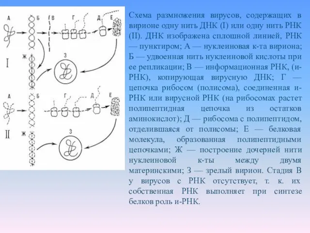 Схема размножения вирусов, содержащих в вирионе одну нить ДНК (I) или