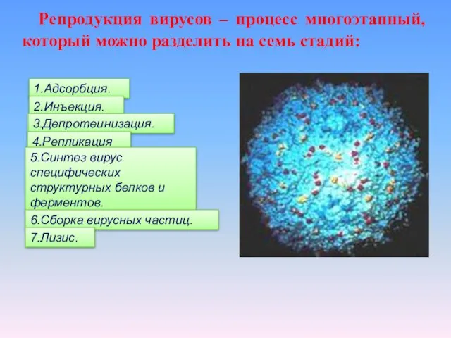 Репродукция вирусов – процесс многоэтапный, который можно разделить на семь стадий: