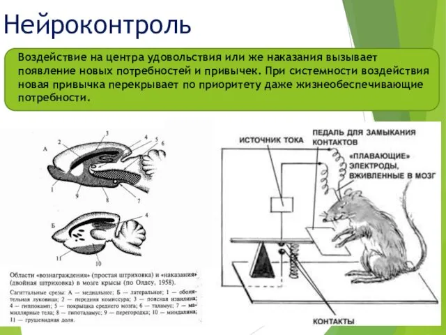 Нейроконтроль Воздействие на центра удовольствия или же наказания вызывает появление новых