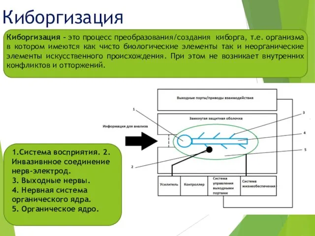 Киборгизация 1.Система восприятия. 2.Инвазивнное соединение нерв-электрод. 3. Выходные нервы. 4. Нервная