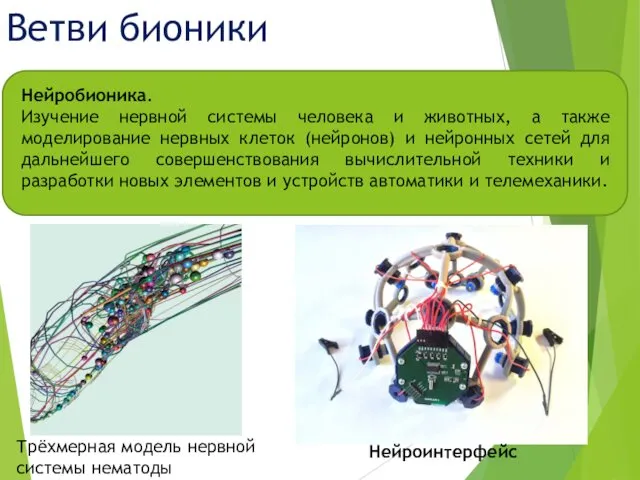 Нейробионика. Изучение нервной системы человека и животных, а также моделирование нервных