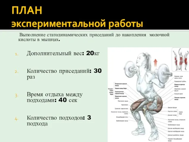 ПЛАН экспериментальной работы Выполнение статодинамических приседаний до накопления молочной кислоты в