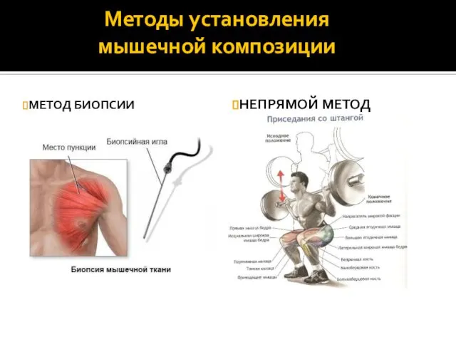 Методы установления мышечной композиции МЕТОД БИОПСИИ НЕПРЯМОЙ МЕТОД