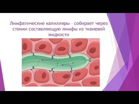 Лимфатические капилляры – собирает через стенки составляющую лимфы из тканевой жидкости