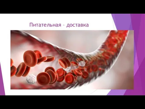 Питательная – доставка