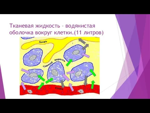 Тканевая жидкость – водянистая оболочка вокруг клетки.(11 литров)