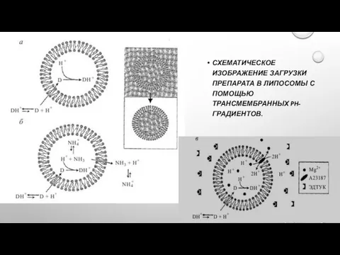 СХЕМАТИЧЕСКОЕ ИЗОБРАЖЕНИЕ ЗАГРУЗКИ ПРЕПАРАТА В ЛИПОСОМЫ С ПОМОЩЬЮ ТРАНСМЕМБРАННЫХ PH-ГРАДИЕНТОВ.