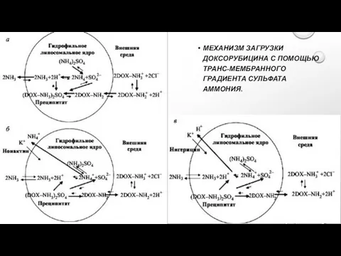 МЕХАНИЗМ ЗАГРУЗКИ ДОКСОРУБИЦИНА С ПОМОЩЬЮ ТРАНС-МЕМБРАННОГО ГРАДИЕНТА СУЛЬФАТА АММОНИЯ.