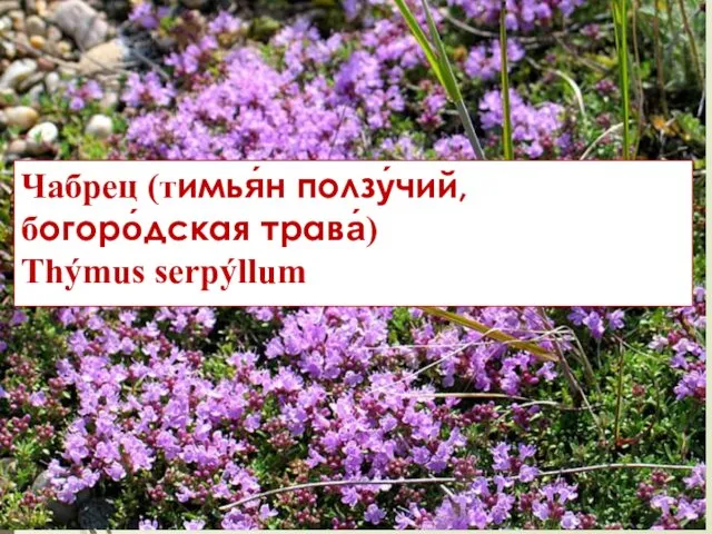 Чабрец (тимья́н ползу́чий, богоро́дская трава́) Thýmus serpýllum