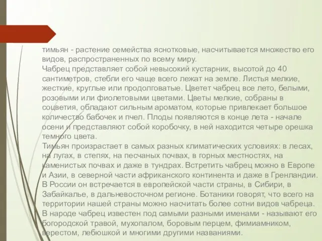 тимьян - растение семейства яснотковые, насчитывается множество его видов, распространенных по