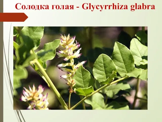 Солодка голая - Glycyrrhiza glabra